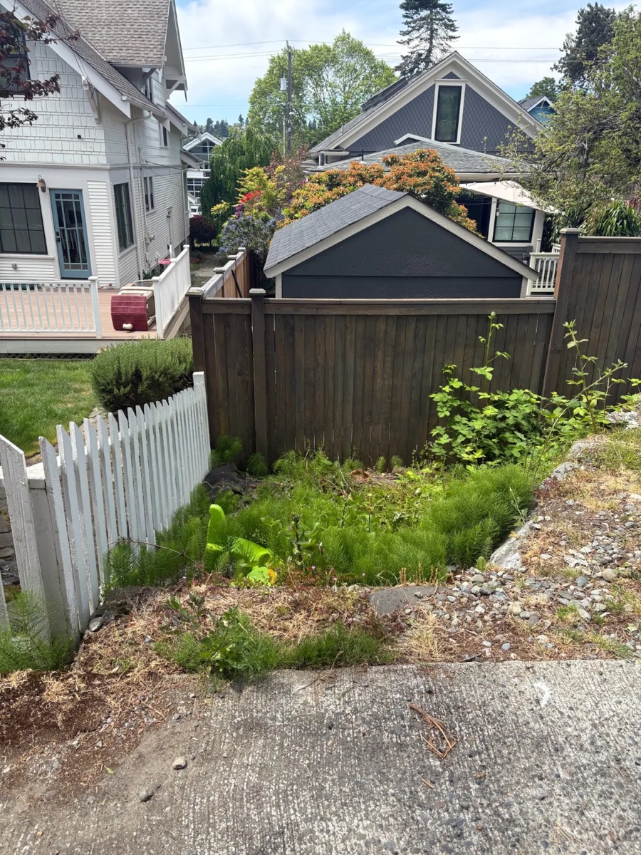 Overgrown yard before cleanup